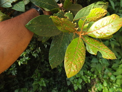 Cryptocarya