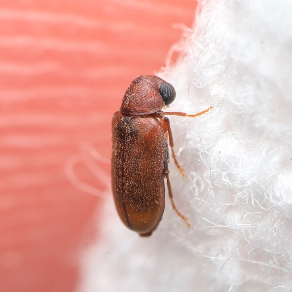 Ernobius granulatus