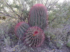 Ferocactus pilosus