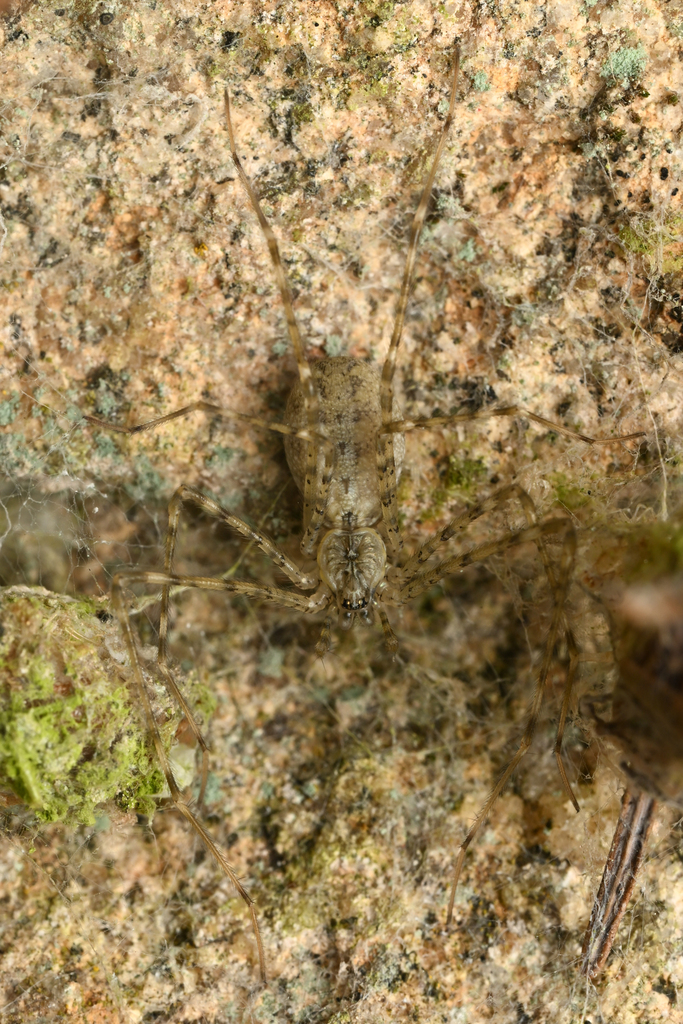 Hypochilus kastoni
