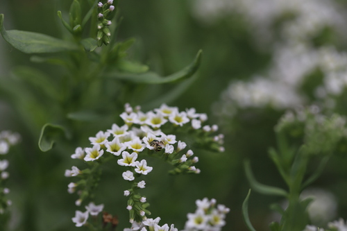 iNaturalist observation photo of Heliotrope Fairy Bee