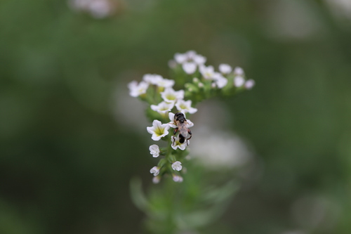 iNaturalist observation photo of Peg-legged Compost Fly