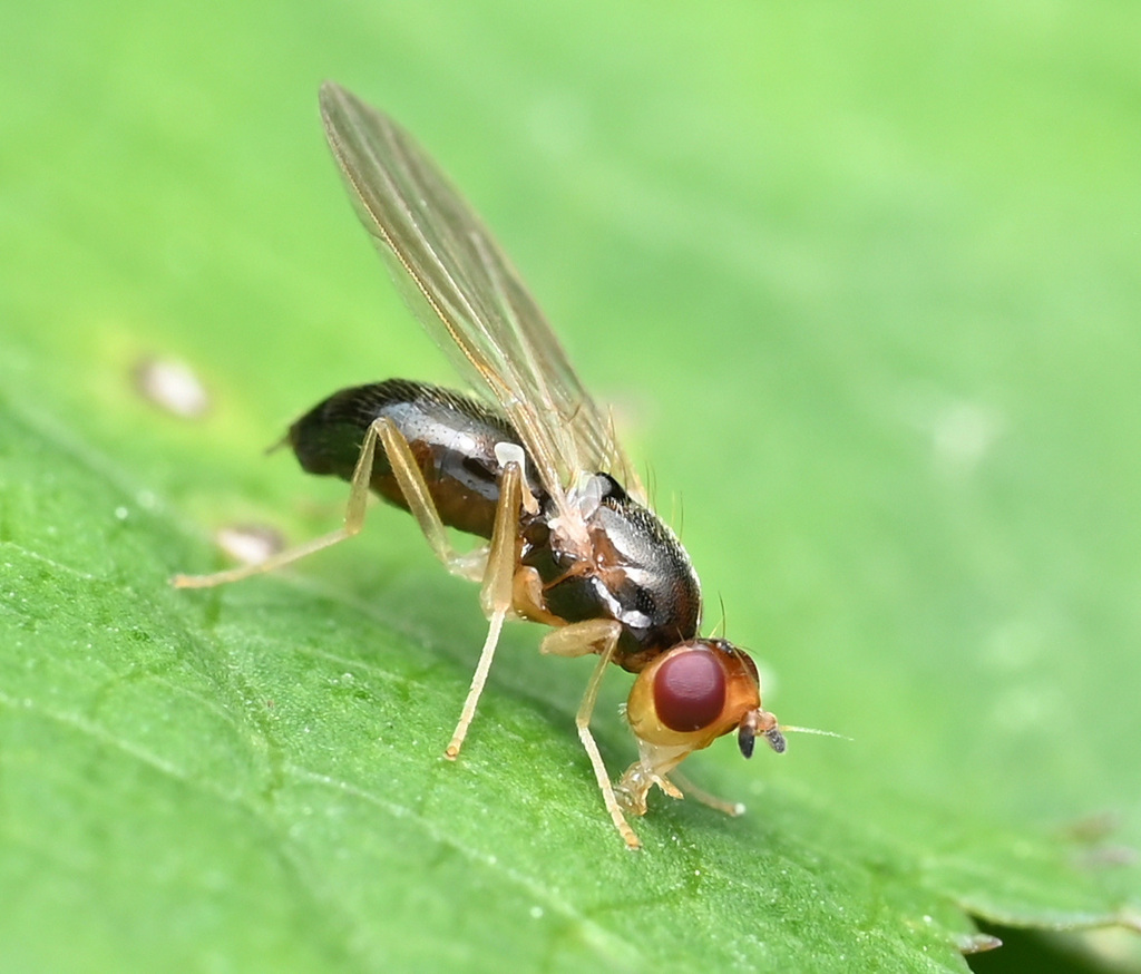 Psila sternalis