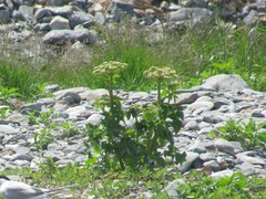 Angelica lucida