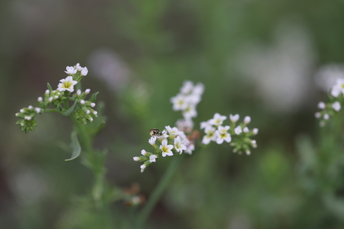 iNaturalist observation photo of Heliotrope Fairy Bee