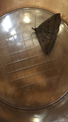 Pechipogo plumigeralis