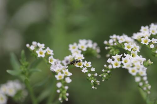 iNaturalist observation photo of Heliotrope Fairy Bee