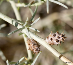 Rhopalomyia utahensis