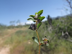 Euphorbia capitellata