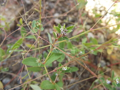 Euphorbia capitellata