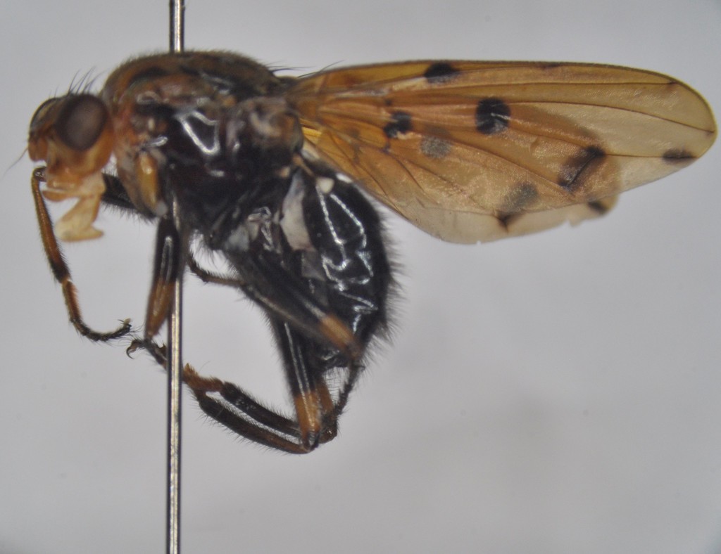 Dryomyza pakistana