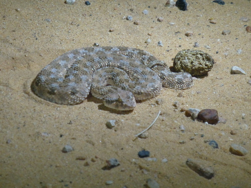 Photo of a Desert Horned Viper (Cerastes cerastes)