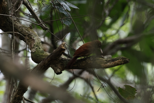 Straight-billed Woodcreeper (Dendroplex picus), photo 7