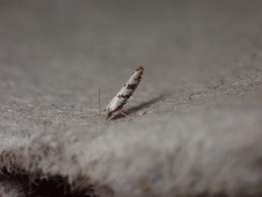 Argyresthia austerella