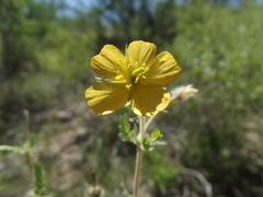 Kallstroemia peninsularis