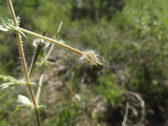Kallstroemia peninsularis