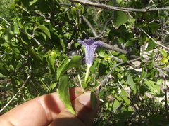 Ruellia californica