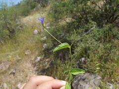 Jacquemontia evolvuloides