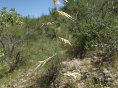 Bouteloua repens