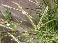 Eleusine indica