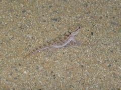 Tarentola annularis