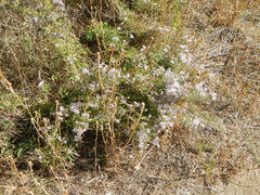 Symphyotrichum campestre