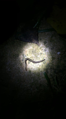 Caenoplana