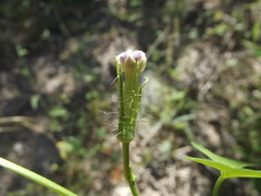 Ipomoea barbatisepala barbatisepala