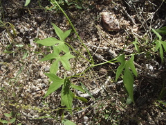 Ipomoea barbatisepala barbatisepala