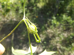 Ipomoea barbatisepala barbatisepala