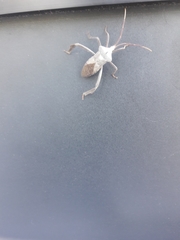 Acanthocephala declivis