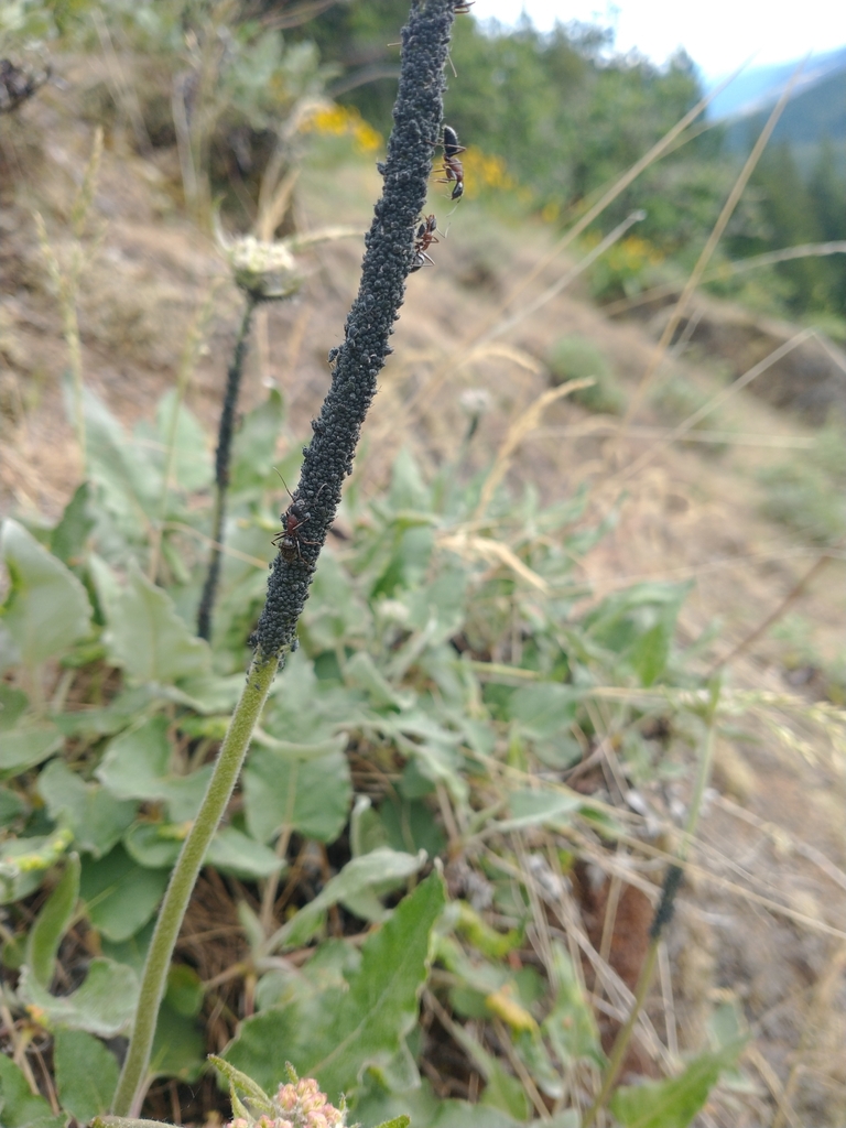 Braggia columbiana