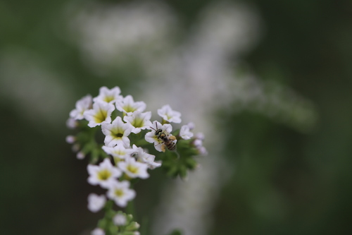 iNaturalist observation photo of Heliotrope Fairy Bee