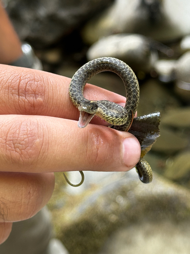 iNaturalist observation photo of Aquatic Garter Snake