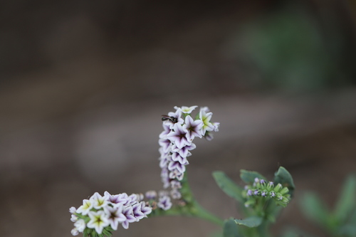 iNaturalist observation photo of Arizona Small carpenter