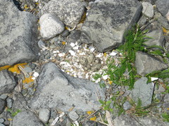 Charadrius vociferus