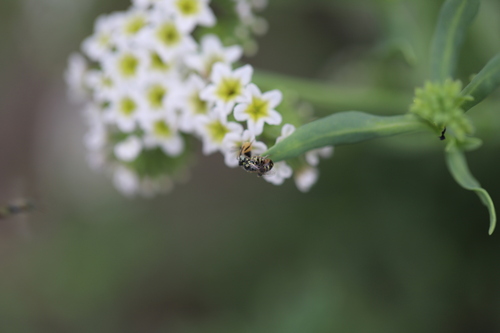 iNaturalist observation photo of Heliotrope Fairy Bee