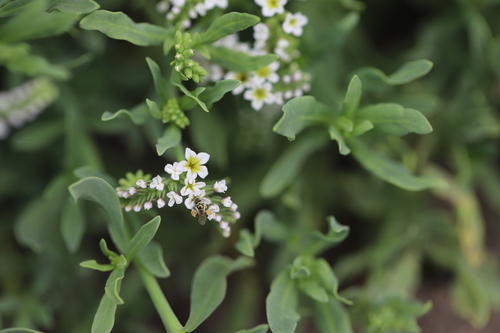 iNaturalist observation photo of Heliotrope Fairy Bee