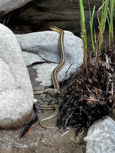 iNaturalist observation photo of Aquatic Garter Snake