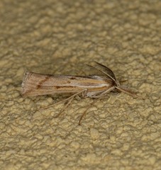 Thaumatopsis pexellus