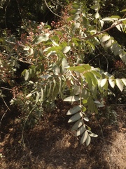 Pistacia terebinthus palaestina