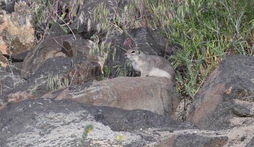Urocitellus townsendii nancyae observed by alexsowers6