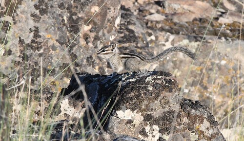 Coulee Chipmunk observed by alexsowers6