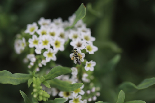 iNaturalist observation photo of Heliotrope Fairy Bee