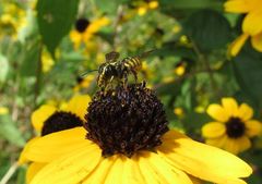 Paranthidium jugatorium