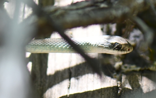 iNaturalist observation photo of North American Racer