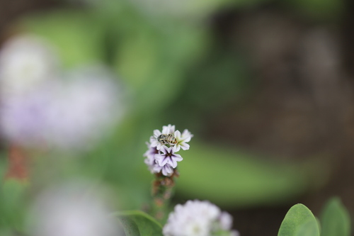 iNaturalist observation photo of Heliotrope Fairy Bee