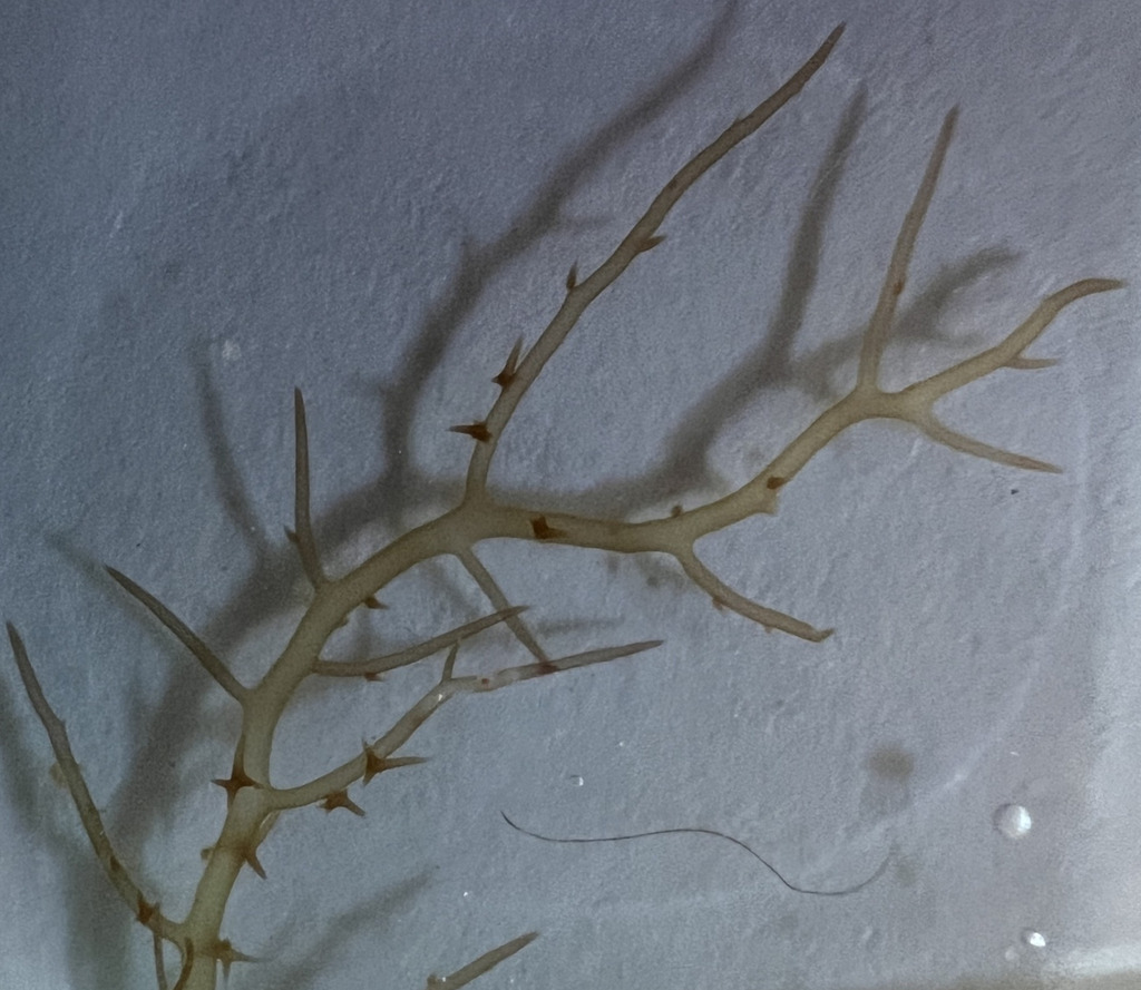 Hypnea cryptica