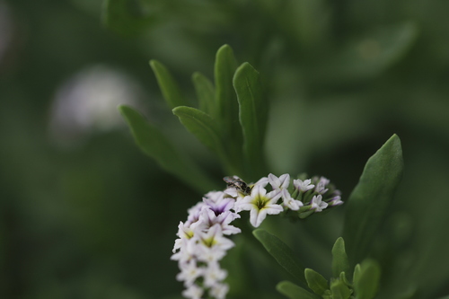 iNaturalist observation photo of Heliotrope Fairy Bee