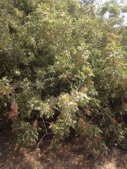 Pistacia terebinthus palaestina